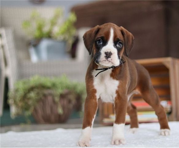 Boxer Welpen suchen ein neues Zuhause