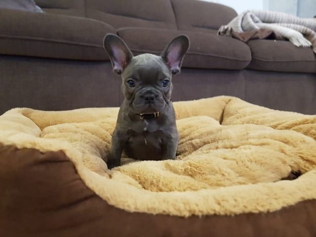 Französische Bulldoggen Welpen mit Ahnentafel