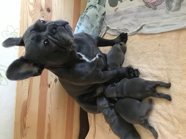 Französische Bulldoggen Welpen (Blue) suchen ein Zuhause