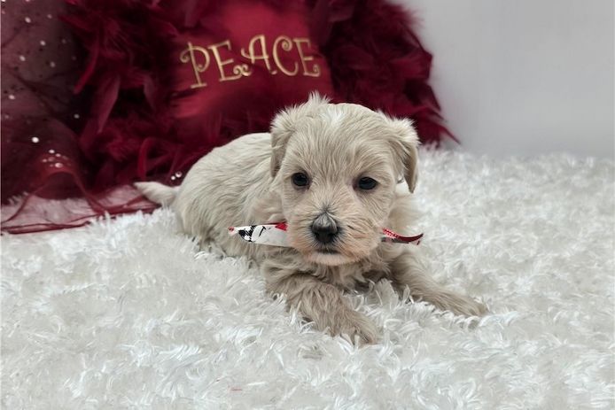 Maltipoo Welpen suchen liebevolles Zuhause