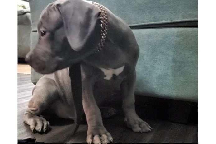 American Bully welpe Welpe in Blue