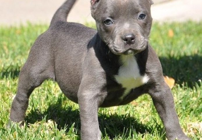 American Bully welpe Welpe in Blue