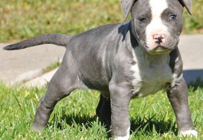 American Bully welpe Welpe in Blue