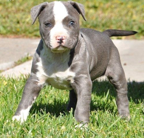 Wunderschöne  American Bully welpe  in Blue