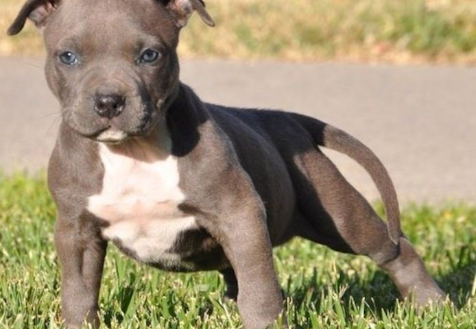 Wunderschöne  American Bully welpe  in Blue