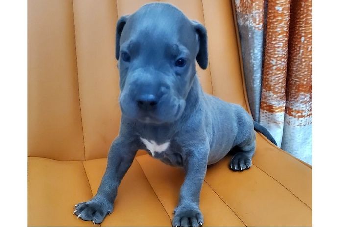 Wunderschöne  American Bully welpe  in Blue
