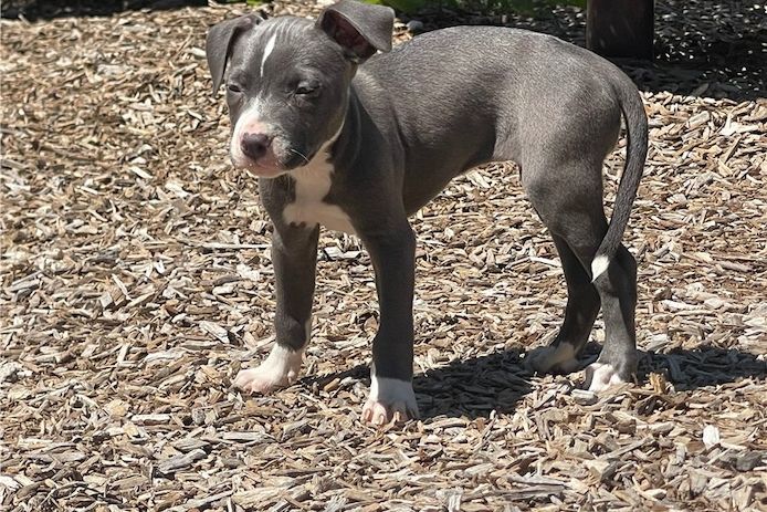 Wunderschöne  American Bully welpe  in Blue
