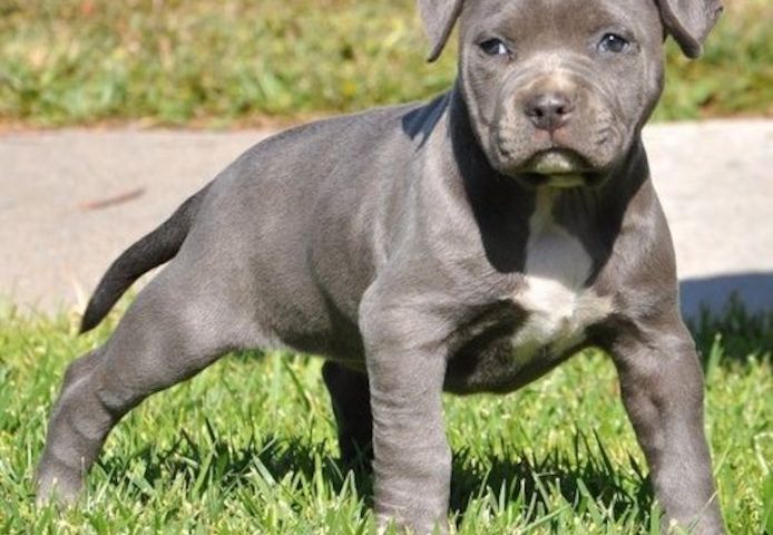 Wunderschöne  American Bully welpe  in Blue