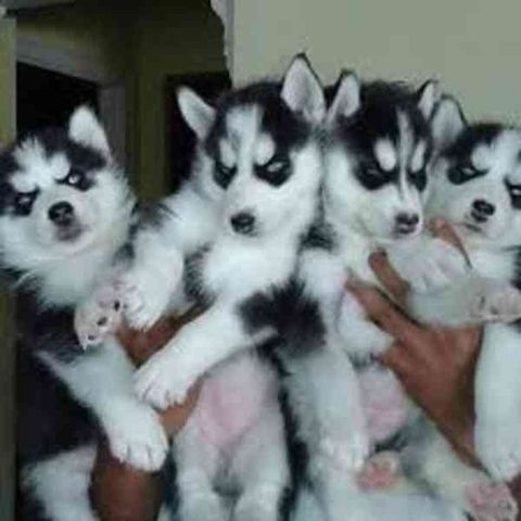 Liebliche Siberian-Husky-Welpen zu vermitteln