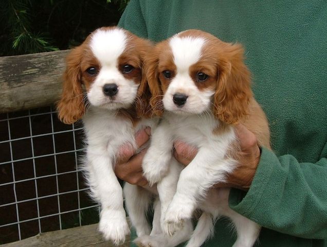 Cavalier King Charles Spaniel Welpen,,