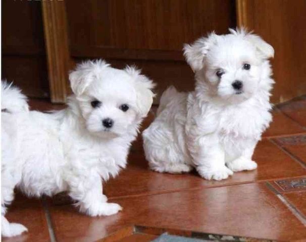 Niedliche Malteser Welpen zu adoptieren