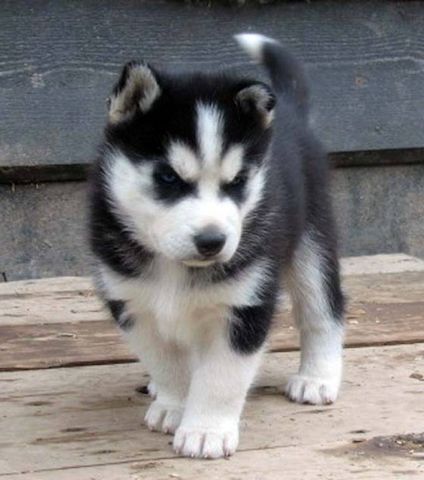 Süße Siberian Husky Welpen