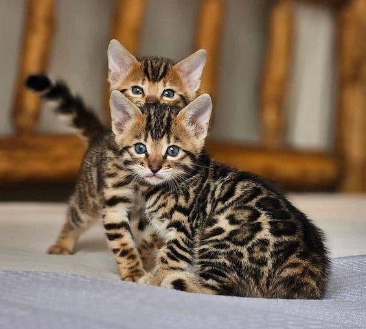 Bengal-Kätzchen