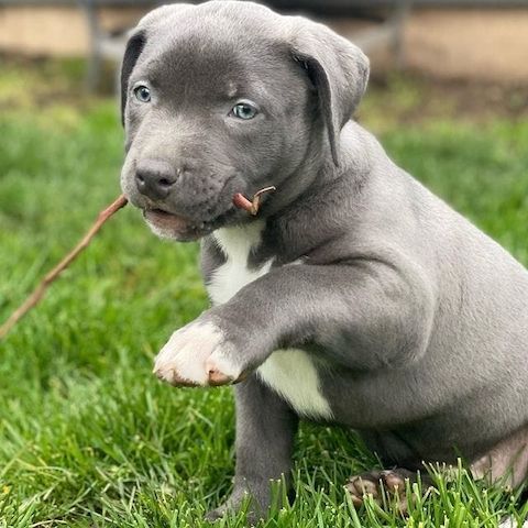Superniedliche American Pitbull Welpen