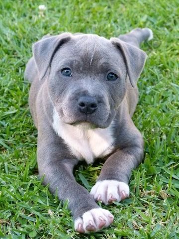Amerikanische Pitbull-Welpen – abzugeben!