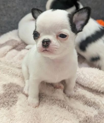 Chihuahua-Welpen
