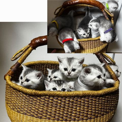 Reinrassige BKH Kitten – Vater Golden Shell – 1 Kater & 5 Mädchen
