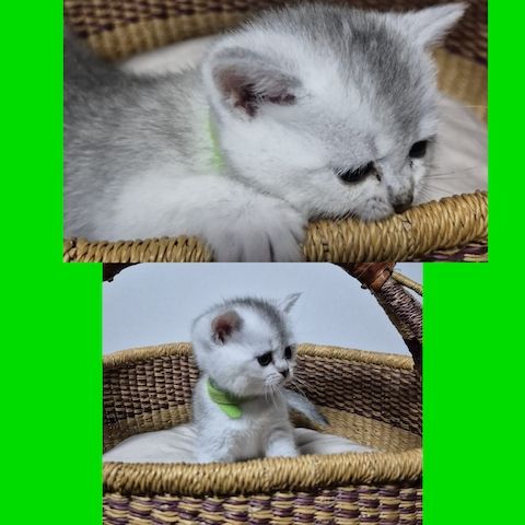 Reinrassige BKH Kitten – Vater Golden Shell – 1 Kater & 5 Mädchen