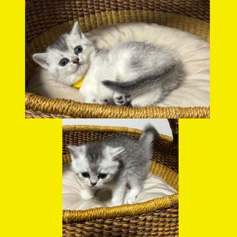 Reinrassige BKH Kitten – Vater Golden Shell – 1 Kater & 5 Mädchen