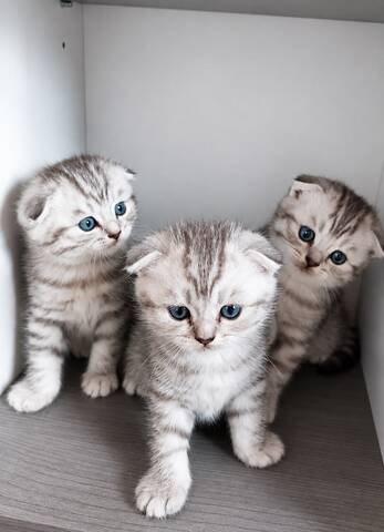 3 BKH / Scottish Fold Kater suchen liebevolles Zuhause ❤️