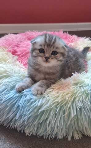 3 BKH / Scottish Fold Kater suchen liebevolles Zuhause ❤️
