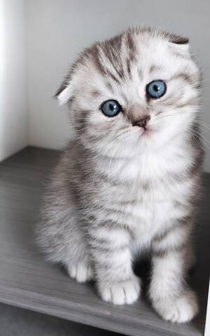 3 BKH / Scottish Fold Kater suchen liebevolles Zuhause ❤️