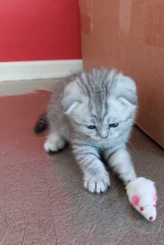 3 BKH / Scottish Fold Kater suchen liebevolles Zuhause ❤️