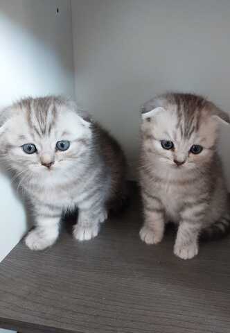 3 BKH / Scottish Fold Kater suchen liebevolles Zuhause ❤️
