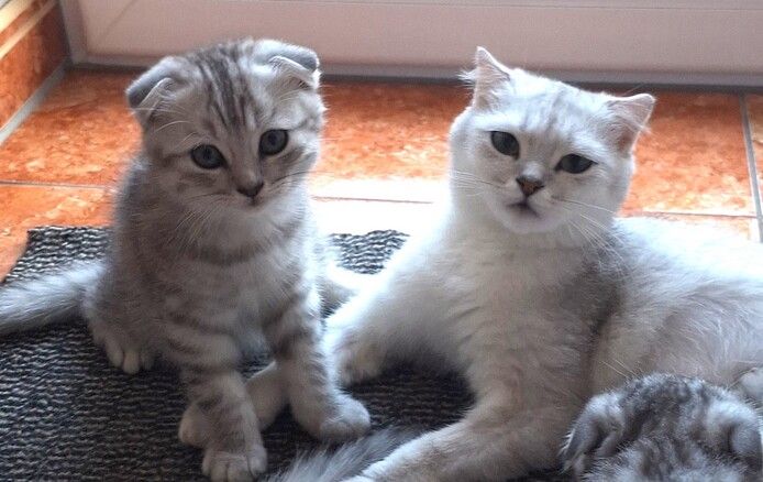 3 BKH / Scottish Fold Kater suchen liebevolles Zuhause ❤️