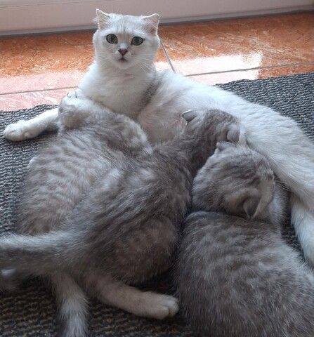 3 BKH / Scottish Fold Kater suchen liebevolles Zuhause ❤️