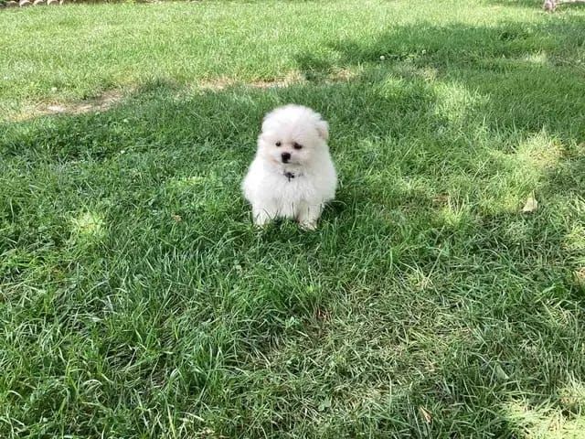 Wunderschöne Zwergspitz-pomeranian Welpen