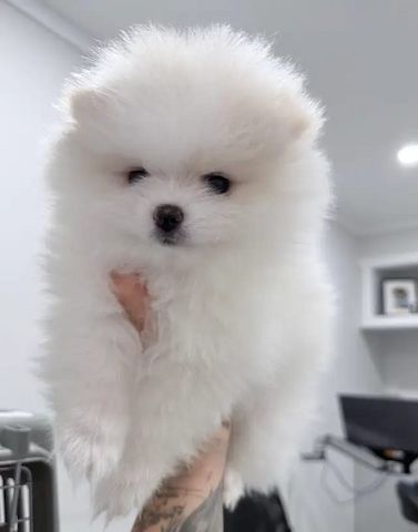 Pomeranian-Welpen