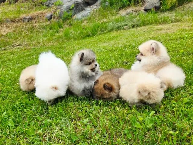 Pomeranian-Welpen