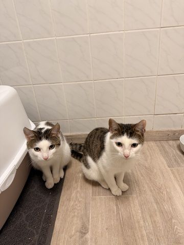 2 Junge Kater
