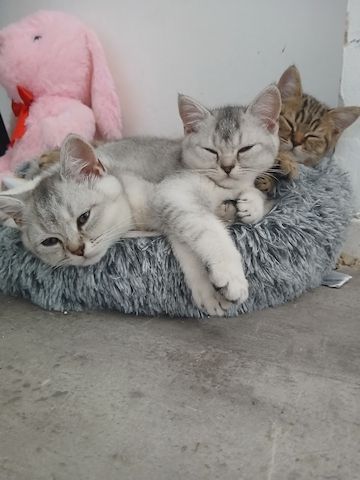 Drei zuckersüße BKH-Kitten suchen noch ihr liebevolles Zuhause