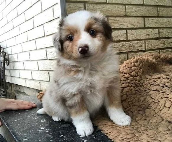 Australischer Schäferhund zu verkaufen
