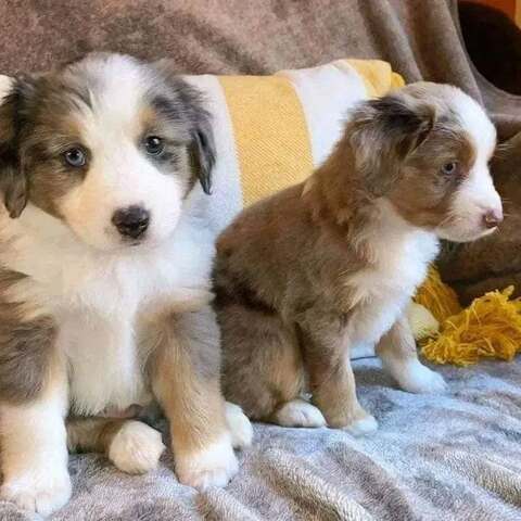 Australischer Schäferhund welpen