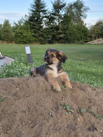 Welpen Briard Australien Shepherd
