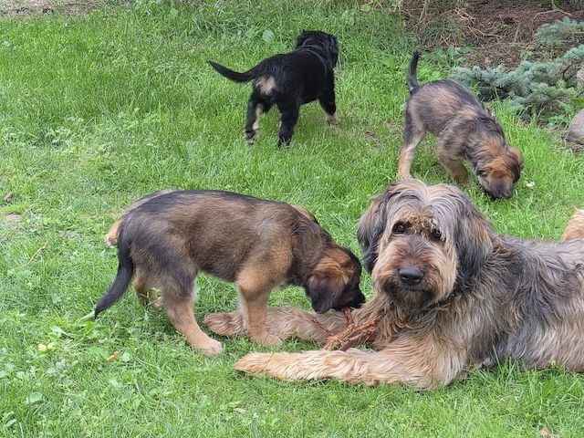 Welpen Briard Australien Shepherd