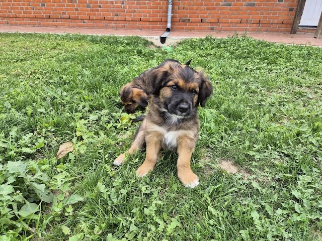 Welpen Briard Australien Shepherd