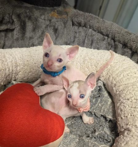Wunderschöne Cornish-Rex-Kätzchen