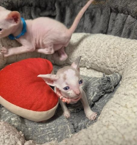 Wunderschöne Cornish-Rex-Kätzchen