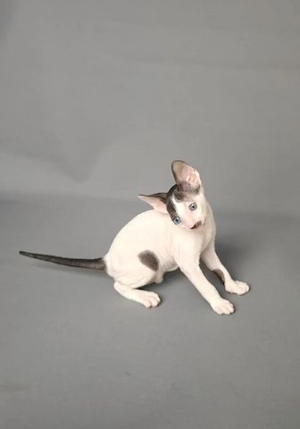 Wunderschöne Cornish-Rex-Kätzchen