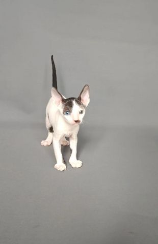 Wunderschöne Cornish-Rex-Kätzchen