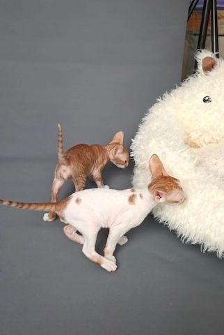 Wunderschöne Cornish-Rex-Kätzchen