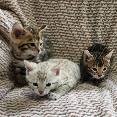 Bengalkätzchen zur Adoption