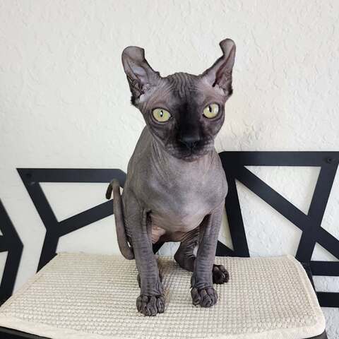 Sphynx-Kätzchen zur Adoption