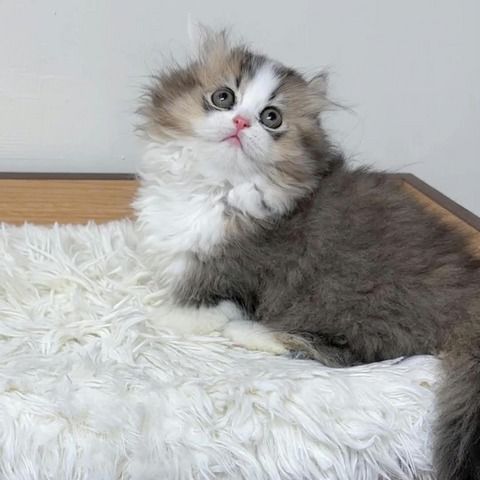 Maine Coon-Katzen zur Adoption