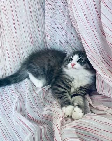 Bengalkätzchen zur Adoption