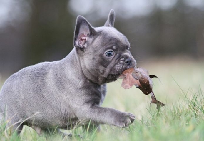 Französische Bulldoggen Welpen